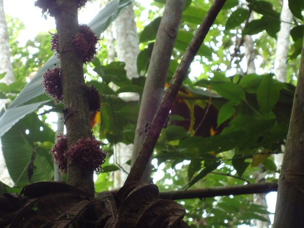 Another tropical flower, and check out the ants