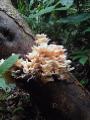Beautiful forest fungi
