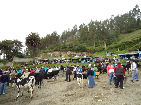 Animal market, Otavalo