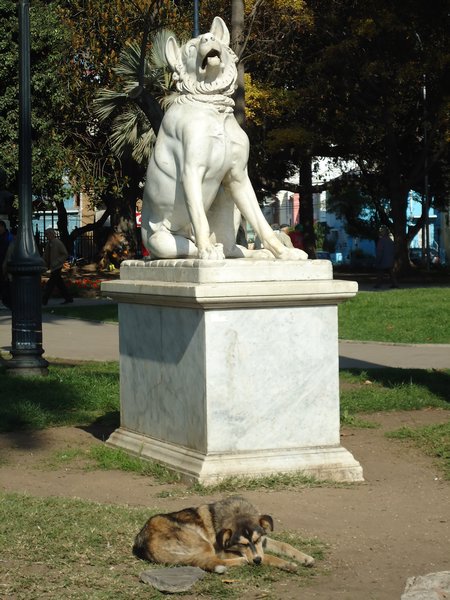 Two dogs in a park in Valparaiso