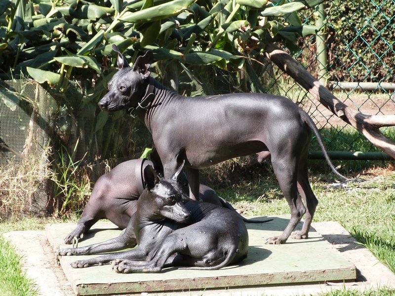 Xoloitzcuintles - pre-hispanic dogs
