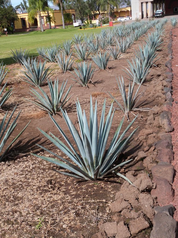 The blue agave plants