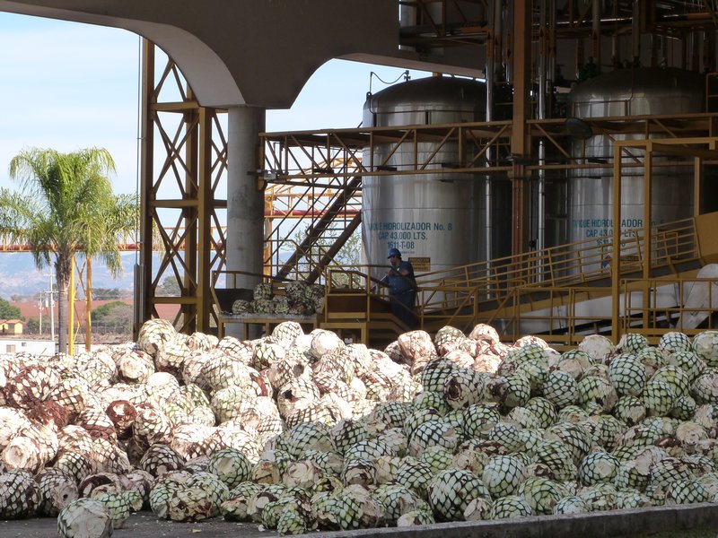Once harvested, blue agave arrives by the truck load