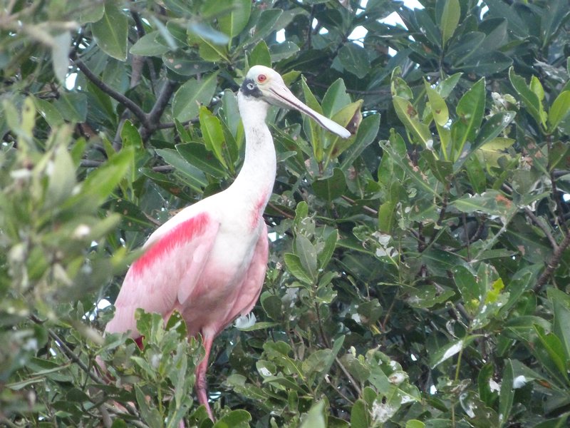 The Roseate Spoonbill, a favourite