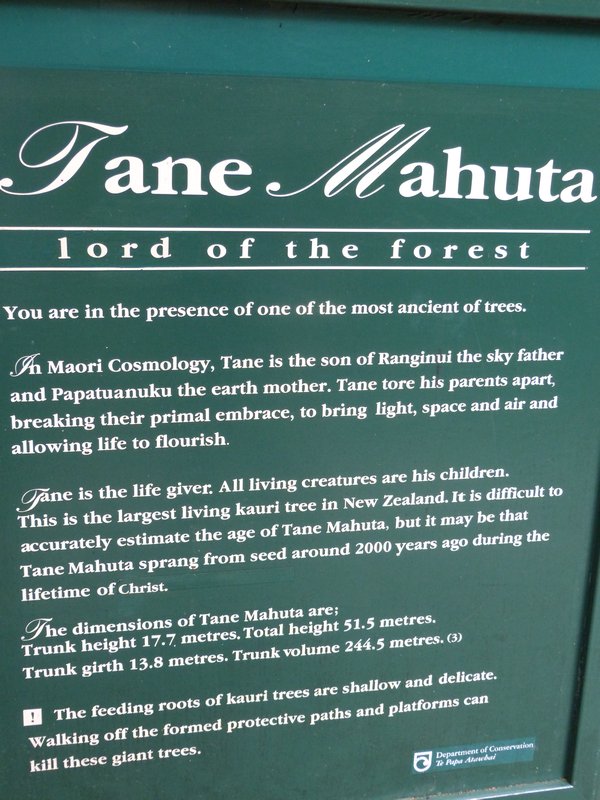 Tane Mahuta, King of the Forest