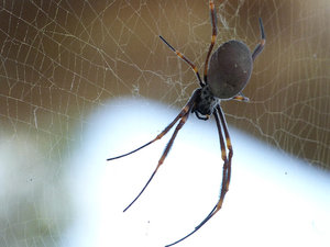 Spider so big it needs a leash....Vaucluse, Sydney
