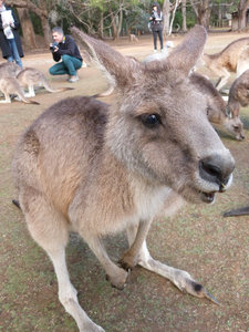 Feeding Kangaroos, Tasmania