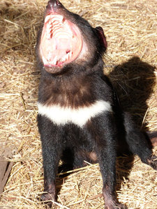 The Tasmanian Devil - not that cute after all