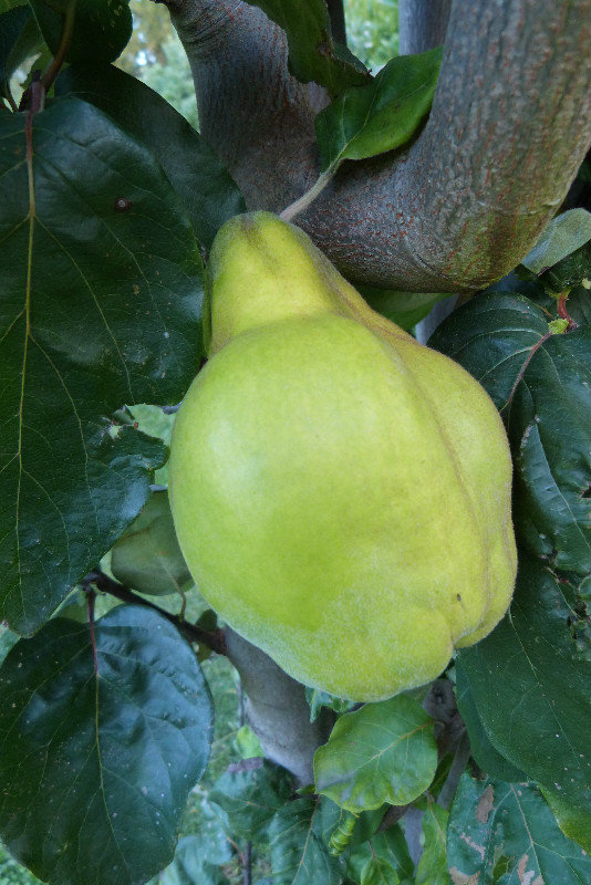 This will make a yummy quince paste