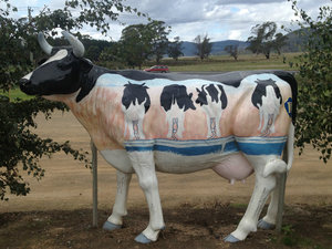 Art cows at Ashmore's cheese factory