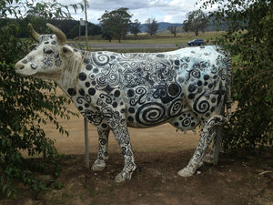 Art cows at Ashmores cheese factory