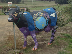 Art cows at Ashmores cheese factory