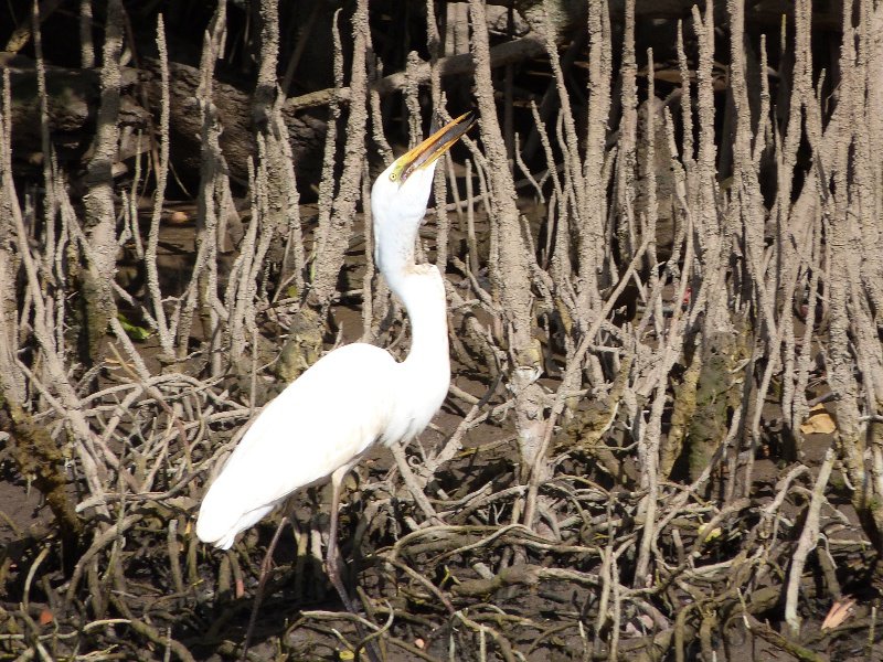 Very hungry Giant Egret - fish in his mouth!