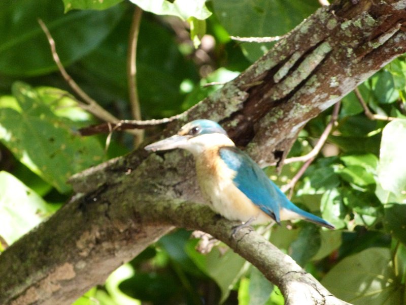 The sacred kingfisher