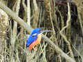An azure kingfisher. Gorgeous colours in the jungle