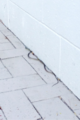 Snake!  At my hotel - not a welcome sight.