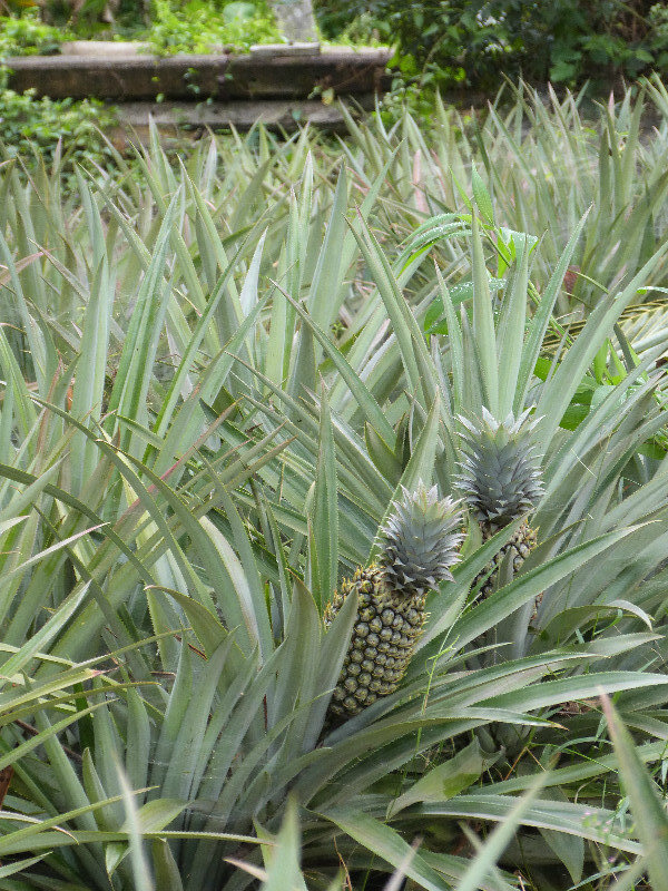 The pineapple field