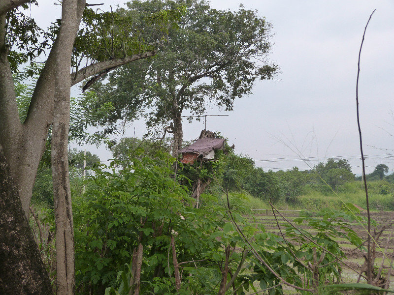 Guard towers to watch for wild elephants eating the rice fields