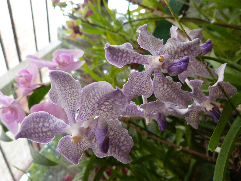 Orchid house