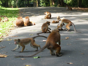 Road closed, monkeys at play