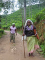 Tamil tea pickers on their way to work