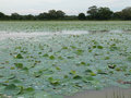 Fields of water lilies