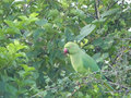 Green parrot camouflaged well