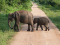 Caution, elephants crossing