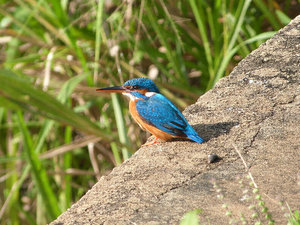 A kingfisher, one of my favourites