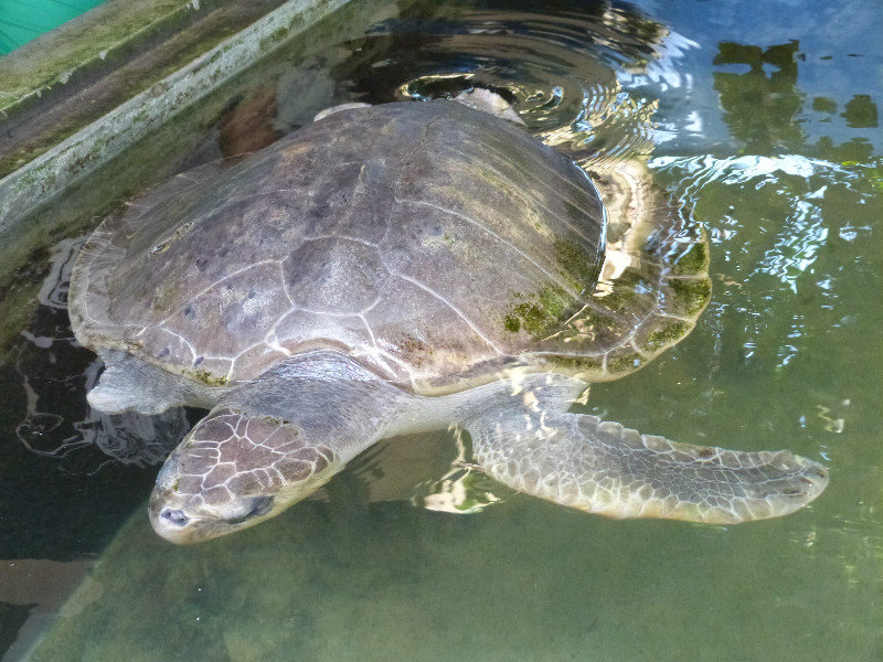 This turtle lost its flipper and is being nursed back to health