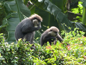 Monkeys snacking at Hibiscus villa