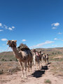 Camel trek in the Flinders Ranges