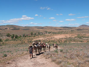 Camel trek in the Flinders Ranges
