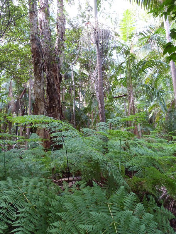 Rainforest at Byron Bay Resort