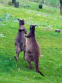 Boxing kangaroos