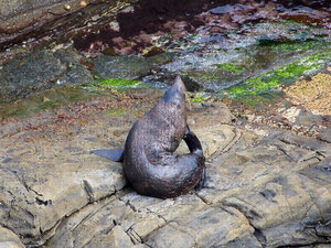 A New Zealand fur seal, sunning himself