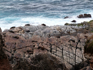 Seal colony at Cape du Couedic