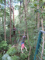 2013, Jungle surfing in Daintree forest
