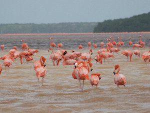 2012, flamingos near Merida