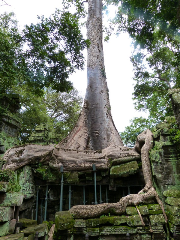 Ta Prohm - tree roots and ruins become one