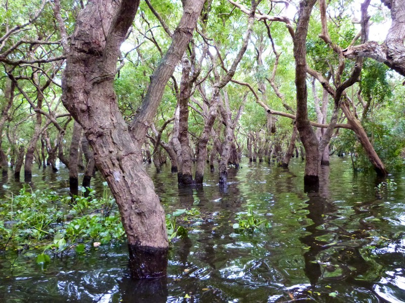 Through the mangroves
