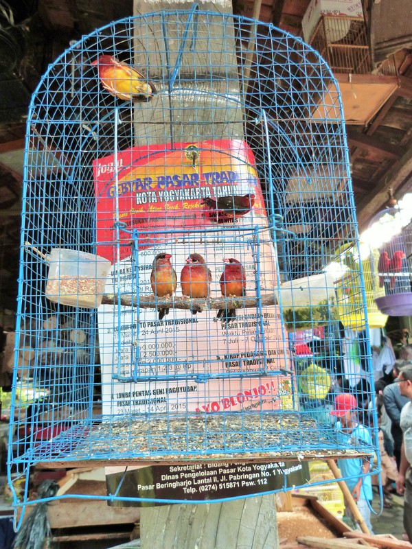 Afternoon chit chat at the bird market