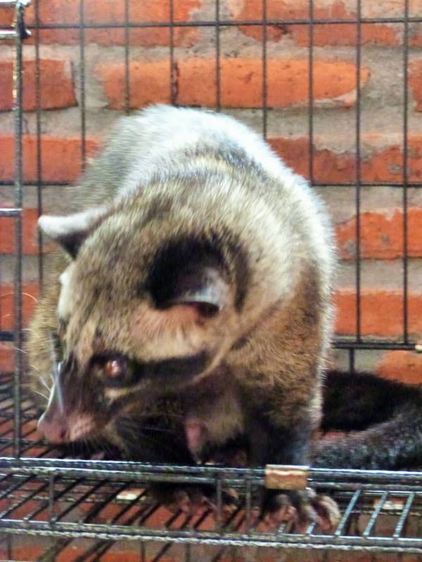 A civet cat - creator of very special coffee
