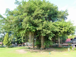 Banyan tree at Mendut temple as old as the temple itself, 9th century