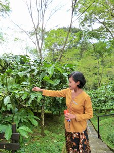 Tour of the coffee plantation at Mesa Stila