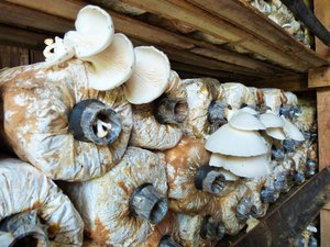 They grow all their own mushrooms - oyster variety only