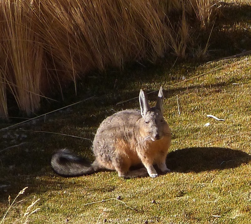 Vizcacha - sort of like a cross between a rabbit and a squirrel or even a wallaby