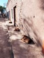 Let sleeping dogs lie....San Pedro de Atacama
