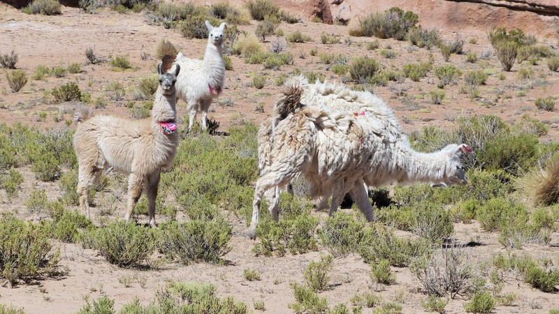 Llamas in the desert....just after our llama lunch