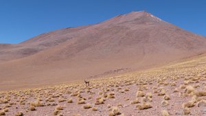 Vicunas in the distance